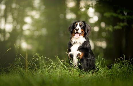 伯恩山犬坐在绿色的草地上，舌头伸出