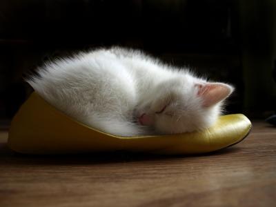 白色的小猫正睡在鞋里