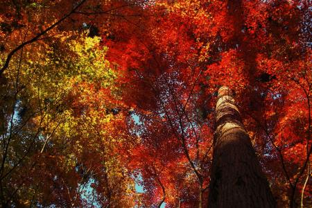 一棵高大的树在秋天的森林里