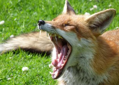 狐狸躺在草地上，打着哈欠
