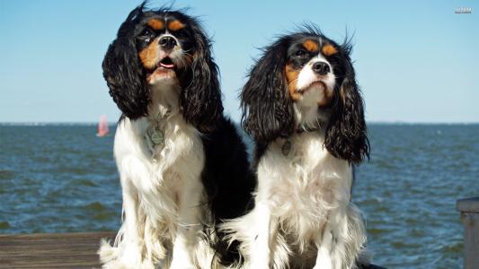 两条狗在海边