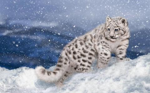 一只彩绘的雪豹正沿着雪走