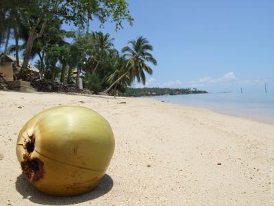 椰子在苏梅岛，泰国海滩上