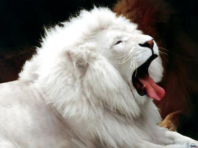 狮子白化