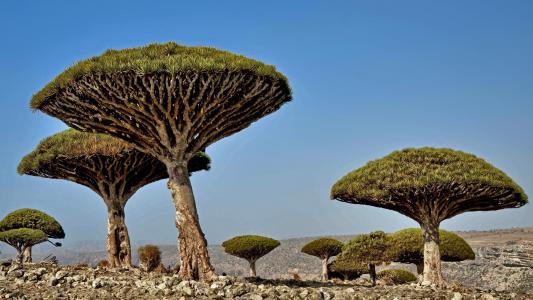 在非洲不寻常的树木