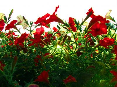 在绿色草地上的红色花朵