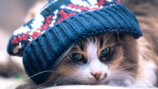一只皱眉的猫躺在针织帽下