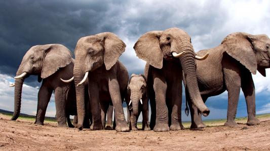 大象保护大象