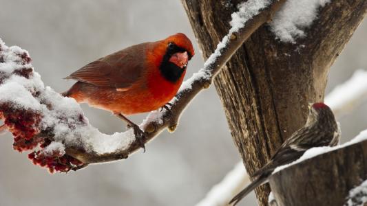 鸟红色主教在冬天