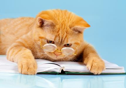 戴着眼镜，一本书的红发有趣的猫