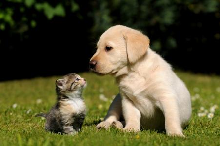小猫和小狗在草地上