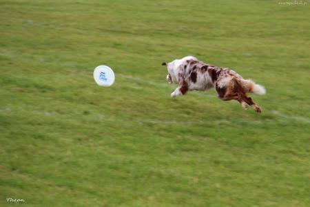 边境牧羊犬在飞碟以后跑