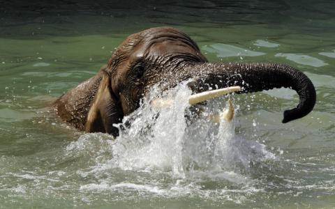 大象在水里游泳