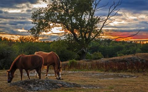 两匹棕色的马在日落时分放牧