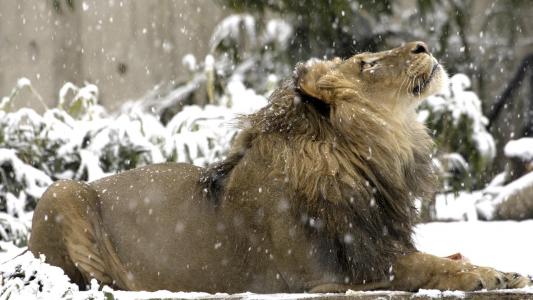 狮子在雪地里