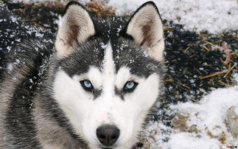 美丽的西伯利亚雪橇犬