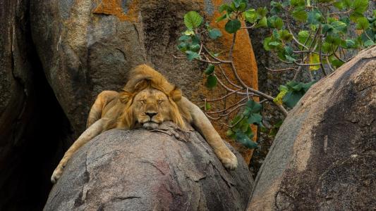狮子平静地睡在一块岩石上