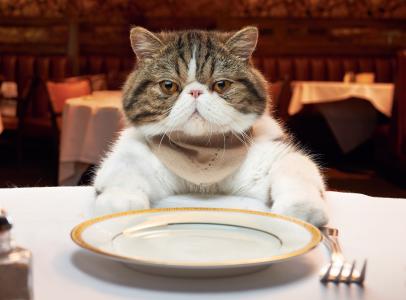 猫在桌上的盘子