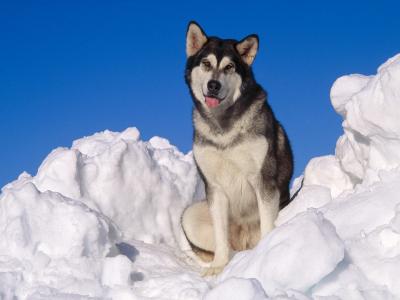 在雪的成人阿拉斯加的爱斯基摩狗