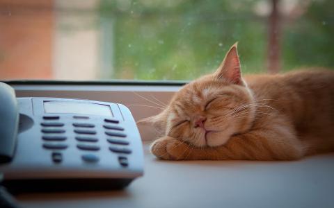 红猫睡在电话旁边