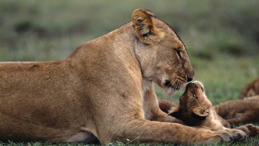 与狮子的母狮