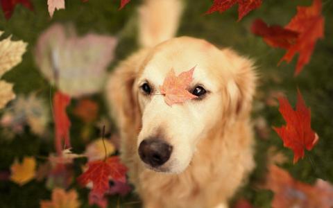 狗与秋天的落叶