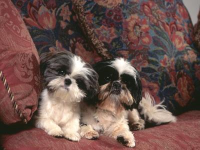 两只狗在沙发上shitsu