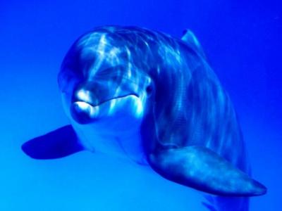 海豚哺乳动物