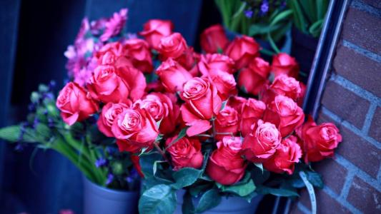 3月8日女孩的美丽的玫瑰花束