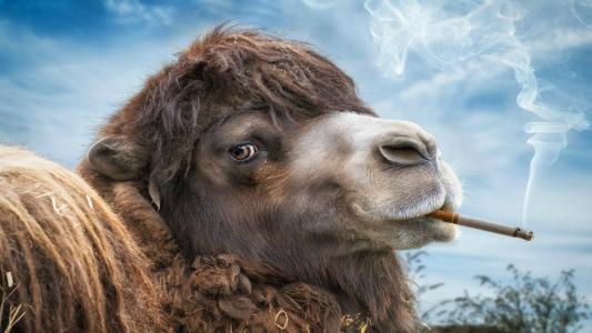 一只骆驼在嘴里抽着烟