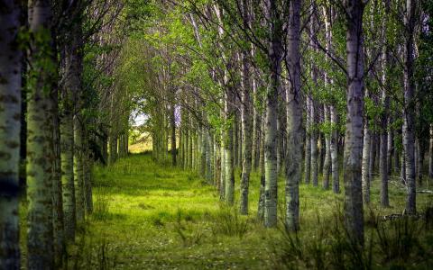人们种植的桦树林