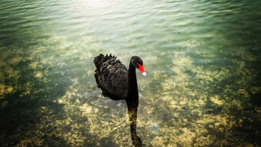 黑天鹅与红色的喙在水面上