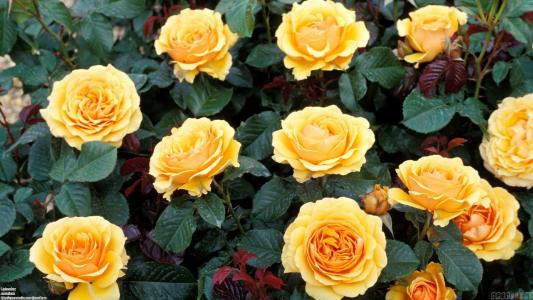 在一个大花床上的黄玫瑰