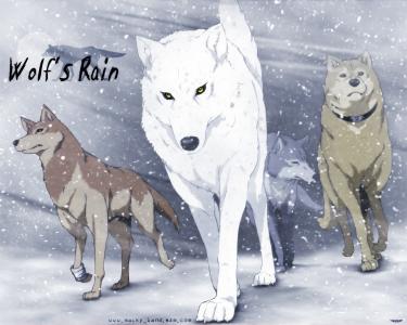 狼在动漫狼的雨中