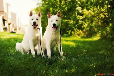 两只白色的狗在草地上的秋田犬