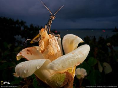 螳螂在花上