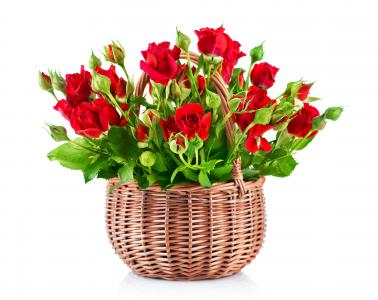 美丽的红玫瑰花束在一个篮子里在白色背景上