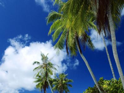 棕榈树和南部的天空