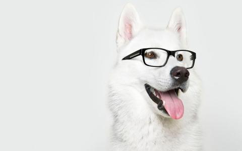 一只戴着眼镜的狗