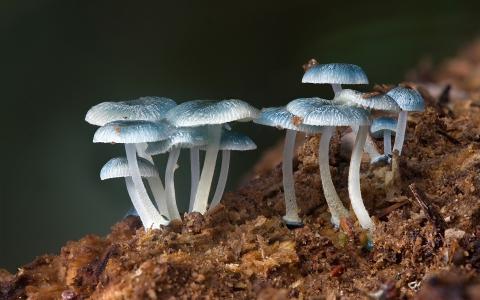 蘑菇香菇自然植物