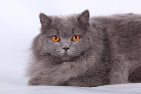 英国长毛猫的橙色眼睛