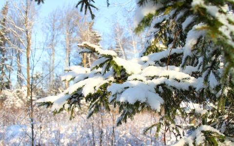 白雪覆盖的树在冬季森林里