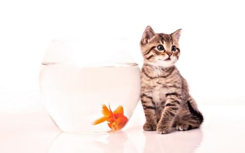 一只小猫和一条金鱼