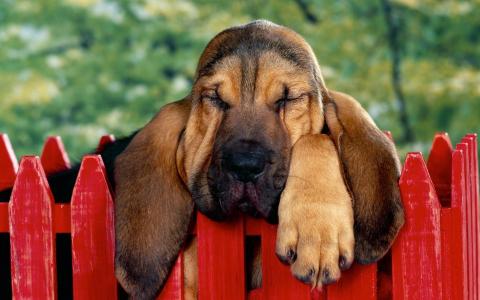 短腿猎犬在栅栏上睡着了