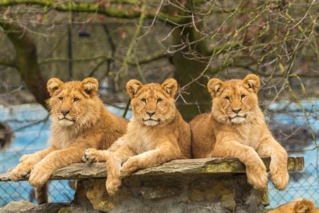 三只优美的狮子躺在动物园的一块石头上