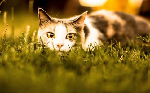 埋伏在草地上的三色猫