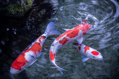 日本鲤鱼在水中