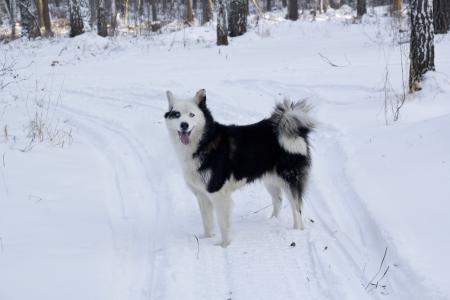 在雪中的黑色白色狗