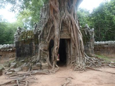 泰国清莱度假胜地的一棵树的根