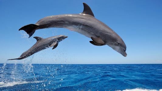 两只海豚在海中